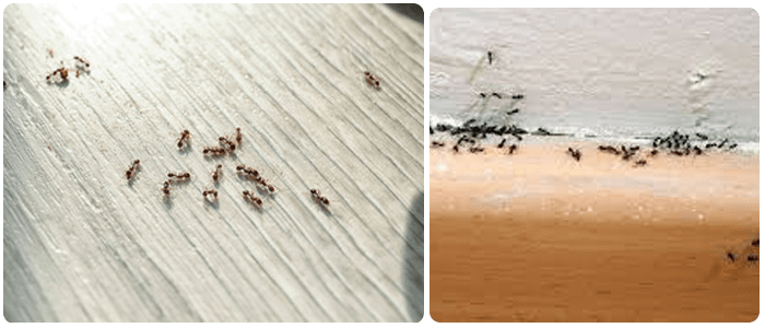 Ant Control Newport